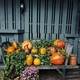 view of the composition of the pumpkin harvest for the holiday of halloween - PhotoDune Item for Sale