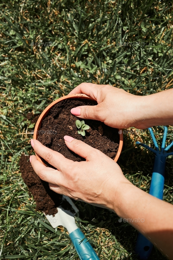 Gardener replanting plant into a new pot. Top view of female hands
