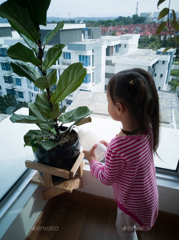 watering fiddle fig indoor plant in an apartment