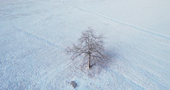 A Tree In Winter