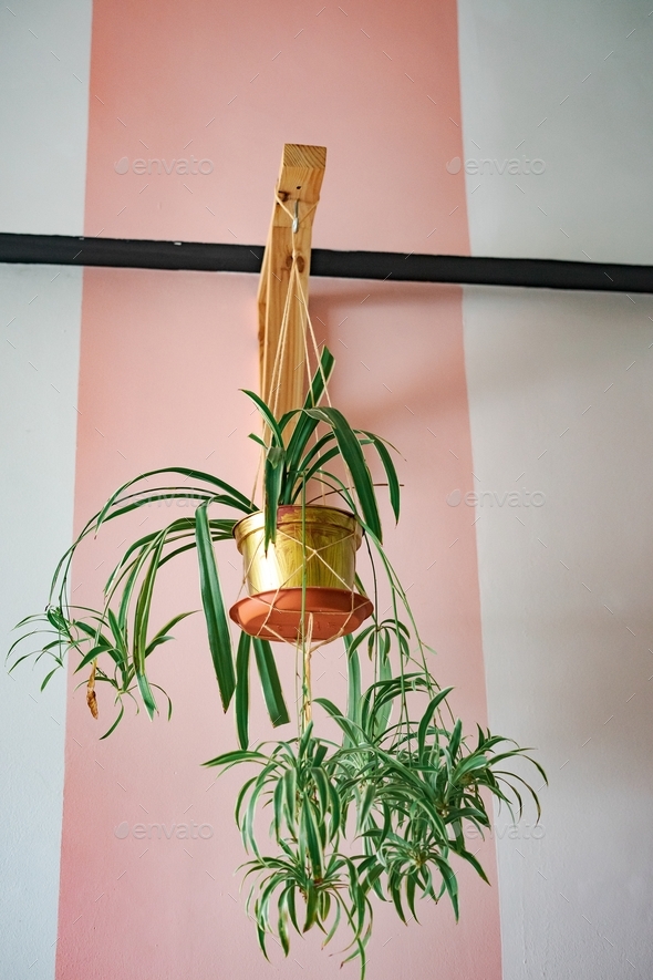 Beautiful Spider Plant hanging from a wooden bracket on the wall.