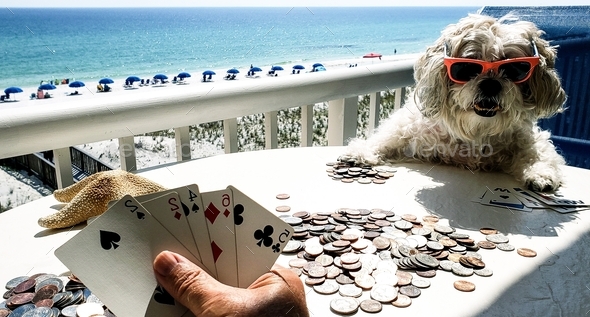 Hipster cool doggie playing card game with her dad for money on beach deck.