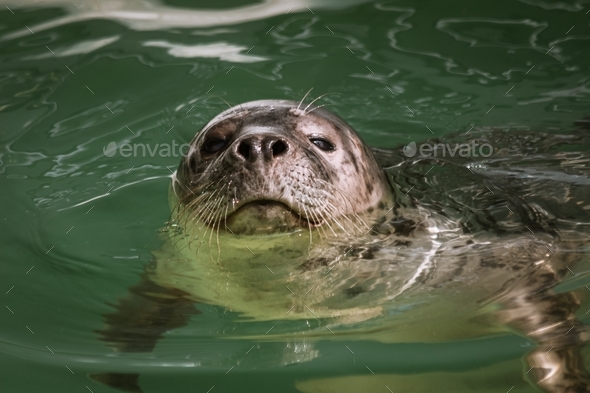 Sea lion enjoying swim in the water  - Stock Photo - Images