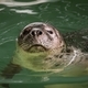 Sea lion enjoying swim in the water  - PhotoDune Item for Sale