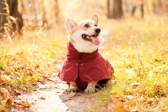 Cute corgi dog on a walk wearing clother, adorable pet like a human, international dog day - Stock Photo - Images