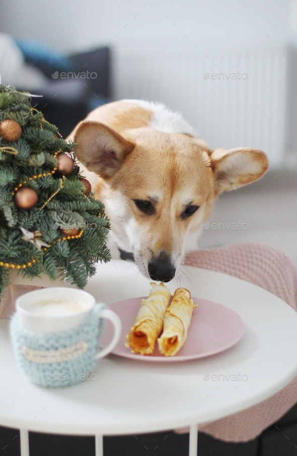 cute corgi dog having a christmas day breakfast with waffles, delicious, brunch, funny moments