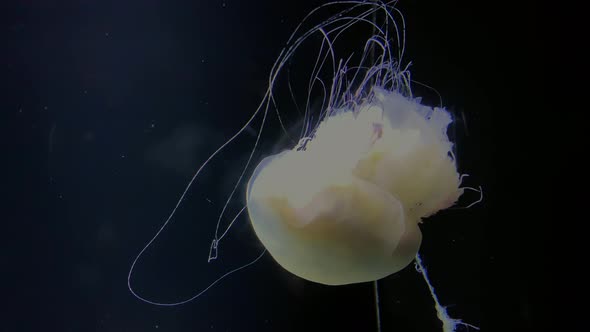 Jellyfish - Cyanea Capillata - at Kamon Aquarium, Japan., Stock Footage