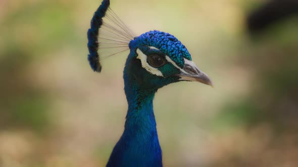 Peacock against the natural background