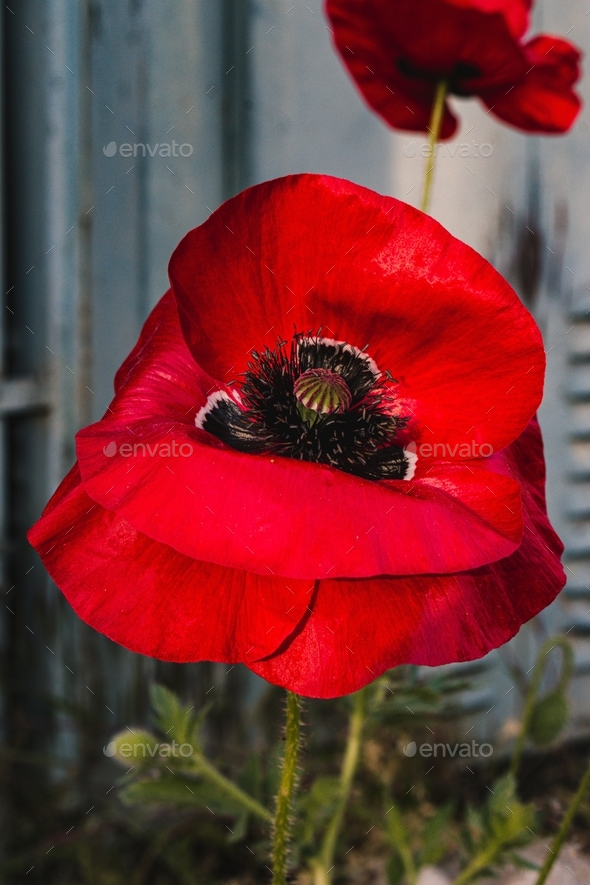 The flowering of the red poppy - Stock Photo - Images