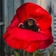 The flowering of the red poppy - PhotoDune Item for Sale