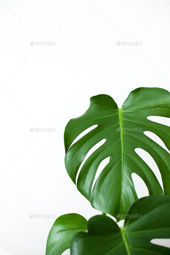 Green monstera leaves, minimalism, minimalistic, natural background, texture, palm leaf, exotic, eco