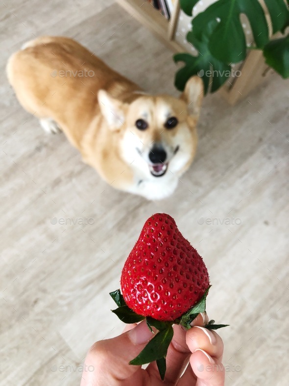 A welsh corgi pembroke and a strawberry, forbidden fruit, dog allergies, pet, dogs, healthy
