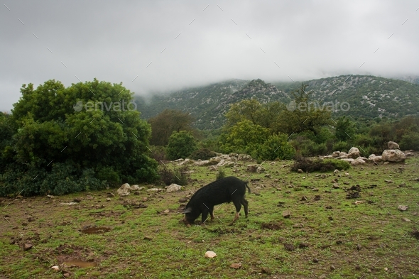 Black wild boar, roaming in the wild, animals, green landscape, pig, mountains, nature, valley