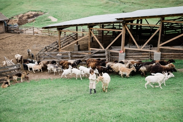 Little girl feeding goats on the farm. Agritourism concept. Life in the countryside - Stock Photo - Images