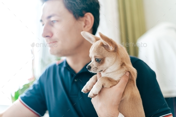 Man working online from home office at laptop computer. Workplace with his  puppy dog chihuahua Stock Photo by Anna_Ostanina
