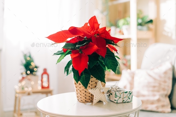 Poinsettia Christmas flower in home interior with gifts and lights