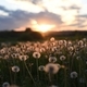 Dandellion meadow in the warm sunset - PhotoDune Item for Sale
