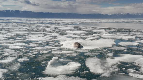 Baikal Seal Lies on Hummock of Ice in Water in Spring Time Aerial Shoot