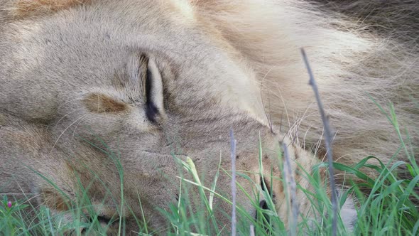 A Sleepy Lion Lying Down On The Grassland At The Central Kalahari Game Reserve In Botswana - Closeup alt