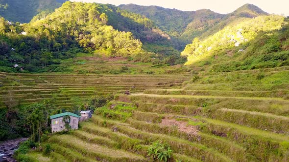 Paddy Rice Fields Near Chocolate Hills In Bohol Philippines alt
