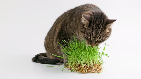 Tabby Cat Eats Green Oat Grass Sprouts on White Background