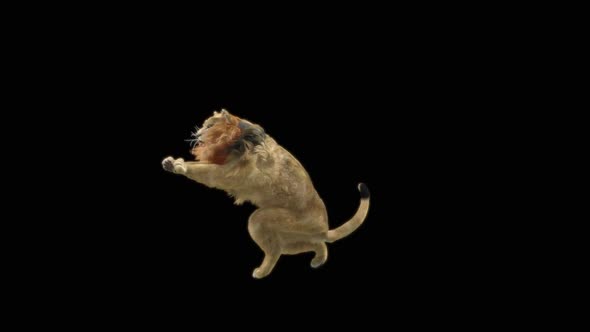 81 Lion Standing Magic Attack HD alt