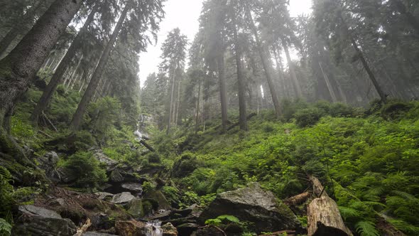 Time lapse of a beautiful forest environment in the mountains near in the Czech republic alt