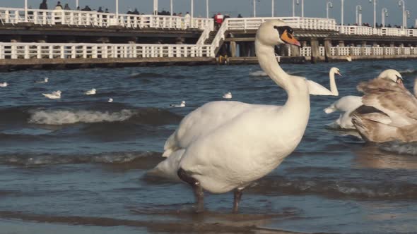 Swans and Seagulls on the Baltic Sea in Winter, Spot City Poland. Many Seabirds, Gulls and a Swan alt