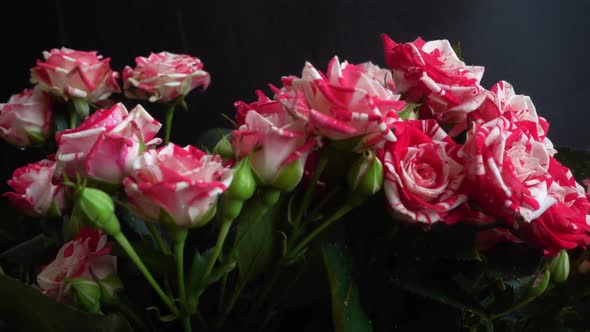 Roses on a black background. Falling drops of water on flowers. alt
