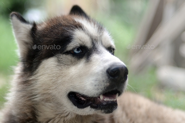 Alaskan Malamute with blue eyes. The Arctic Malamute is a wonderful