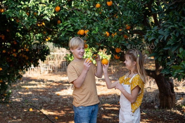 child harvesting an orange Stock Photo by Yuliya_Kokosha | PhotoDune