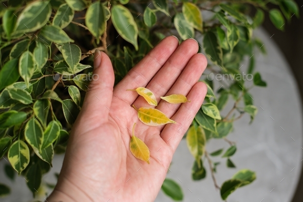 Ficus leaves turn yellow. Ficus diseases. Popular houseplant Ficus - Stock Photo - Images
