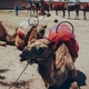 Camels, leisure, sitting down, ride, animals - PhotoDune Item for Sale