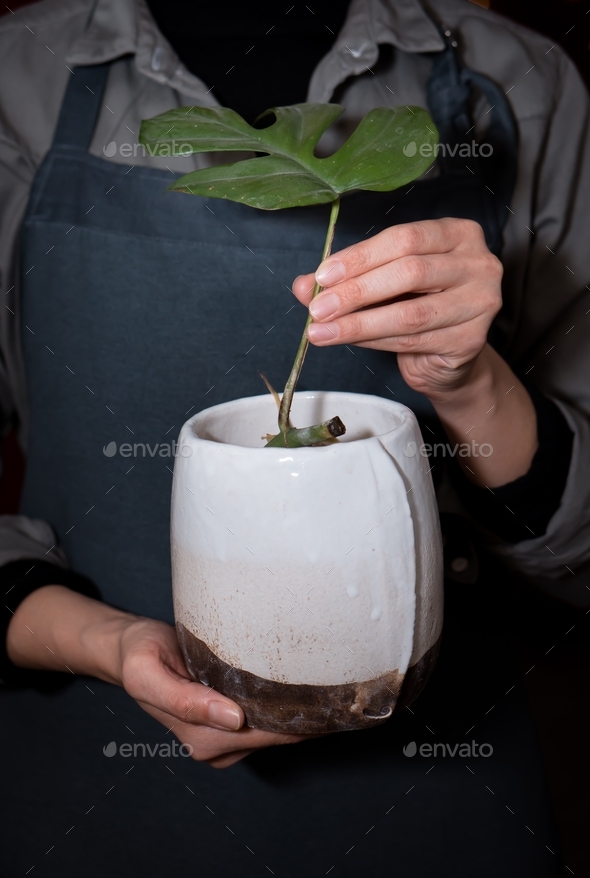 woman plants monstera in ceramic planter indoor