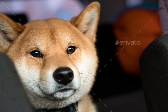 Shiba inu dog face Stock Photo by natanavo | PhotoDune