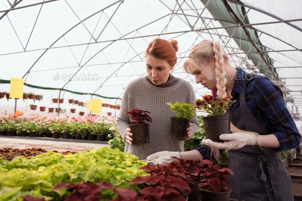 Women choosing plants in garden mall