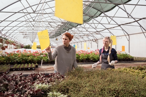 Couple of women working in big greenhouse of garden mall