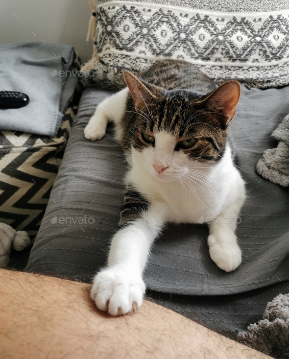 Cute domestic cat holding white paw on man\'s leg on couch.