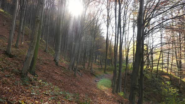 Forest ground covered in leaves alt