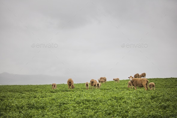 Sheep. Field. Mountain. Cloud. - Stock Photo - Images