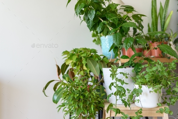 Apartment corner with many home plants - Stock Photo - Images