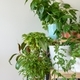 Apartment corner with many home plants - PhotoDune Item for Sale