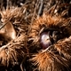 Hedgehog of chestnuts  - PhotoDune Item for Sale