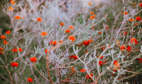 Natural background. Australian native flowers. Australian nature. Australian plants - Stock Photo - Images