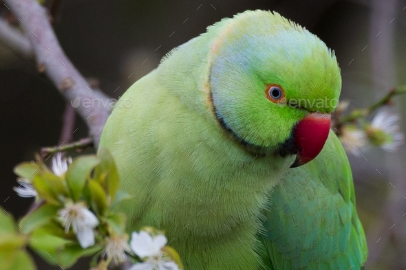 Parakeet - Stock Photo - Images