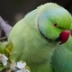 Parakeet - PhotoDune Item for Sale