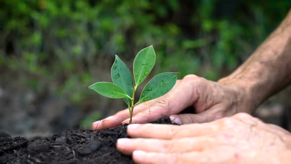 Senior hand growing, caring a young tree sprout. alt