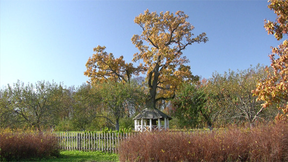 Arbor In Autumn Park