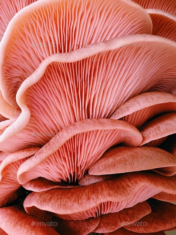 Pink oyster mushrooms