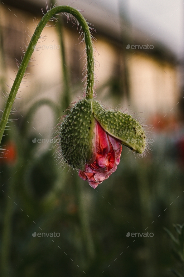 The fruit of the poppy: an unopened bud close-up - Stock Photo - Images